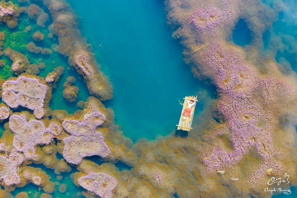 Xuất hiện hồ tảo hồng Đà Lạt làm chao đảo team "mê xê dịch"